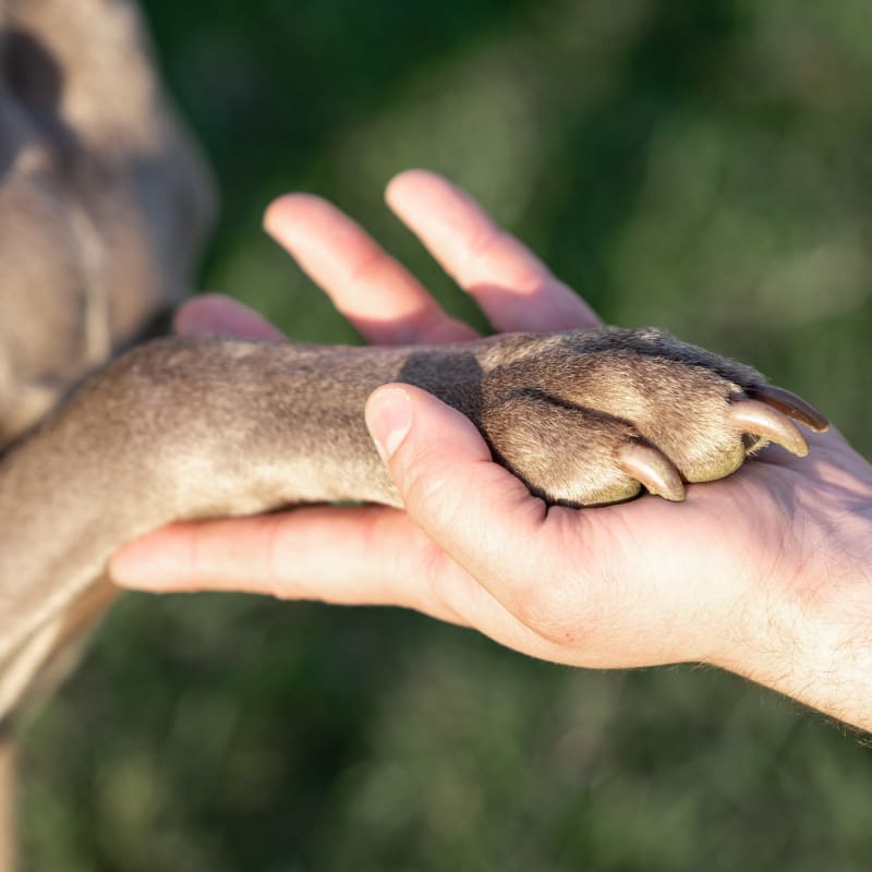 Geriatric Care for Pets, Kinston