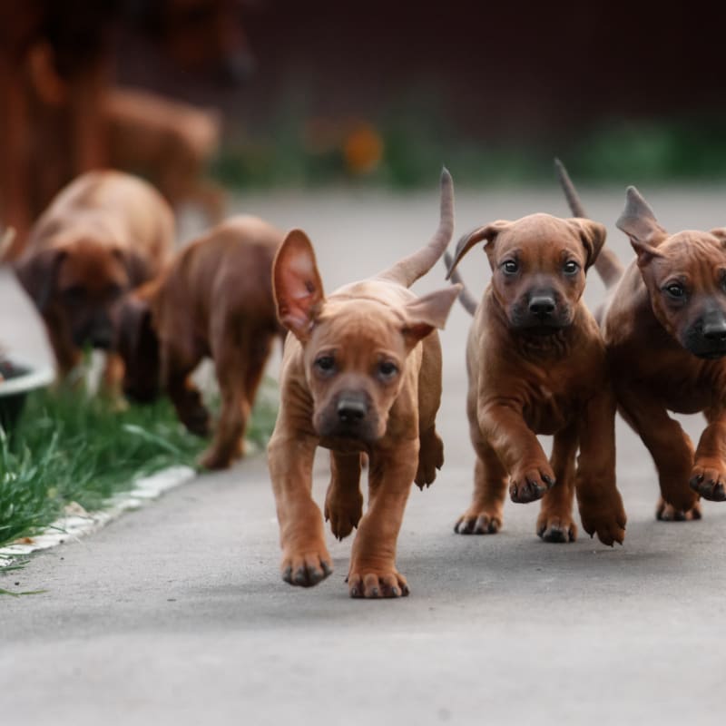 Puppies & Kittens, Kinston Veterinarians | Puppy Care