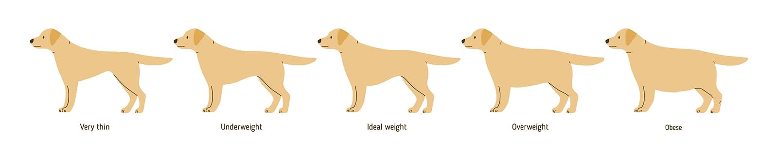 Overweight dog chart, Kinston Vets